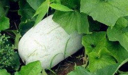 雨季冬瓜爆料视频,揭秘幕后真相